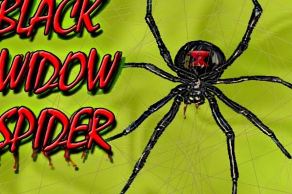 should i kill a black widow spider