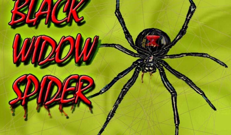 should i kill a black widow spider